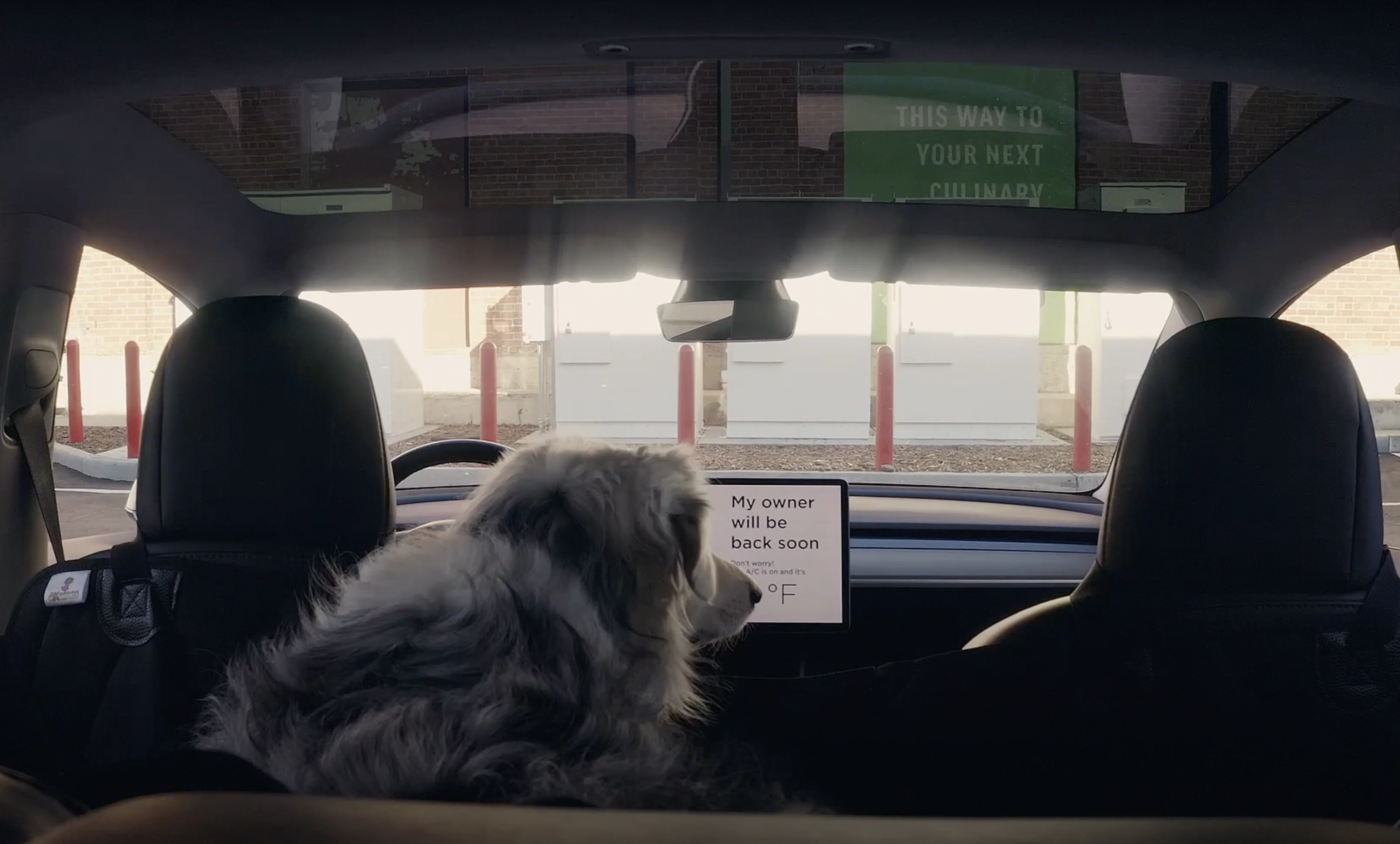 Hundetrekk Tesla Model 3 / Tesla Model Y │ Kjæledyrtrekk bilsete beskyttelse Image 2